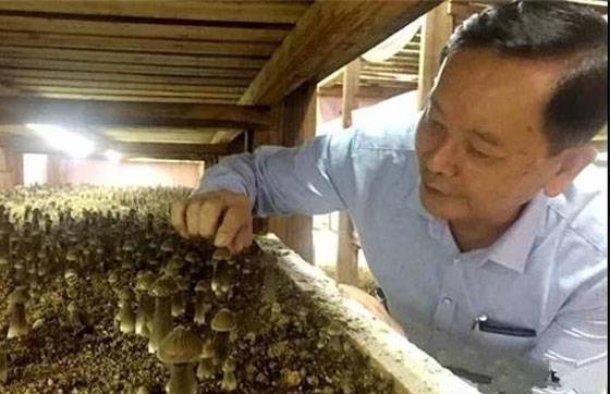 涂改临的“蘑菇技术营”