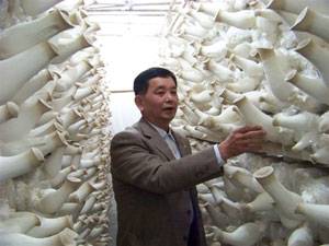 龙海市九湖食用菌研究所